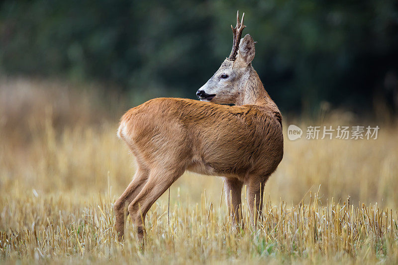 鹿(学名:Capreolus Capreolus)